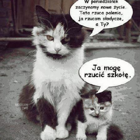 Kot chce rzucić szkołę w poniedziałek